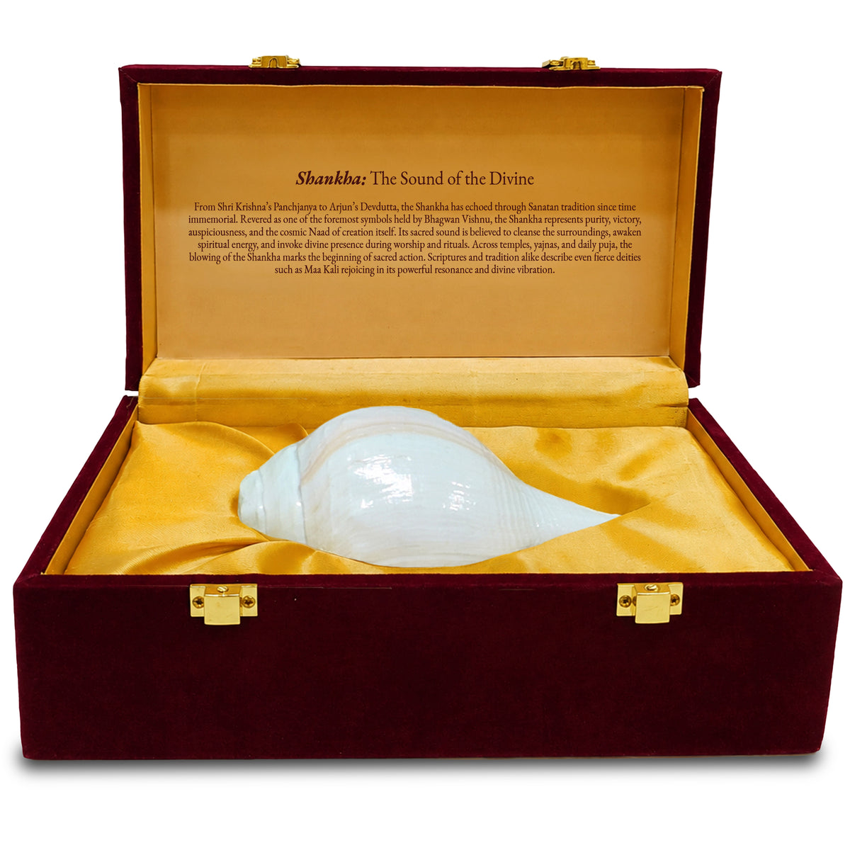 Paraayan Premium 6 Inch Shankha for Pooja | Sacred Conch Shell for Vishnu & Lakshmi Worship | Handcrafted by Skilled Artisans | Invites Narayan's Energy | Ideal for Aarti, Abhishek, Hawan & Temple Rituals