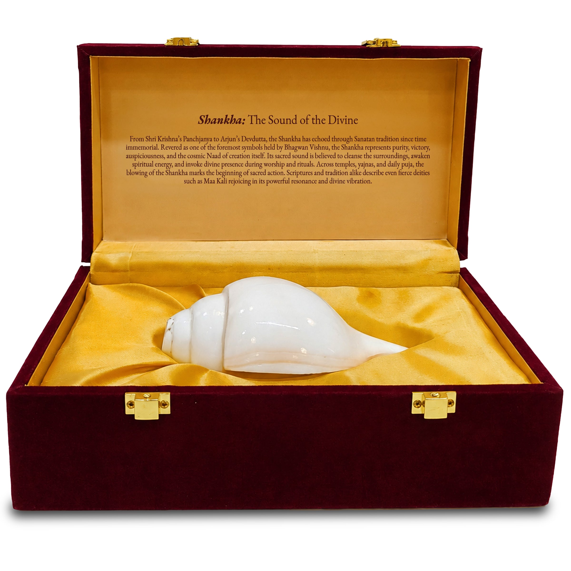 Paraayan Premium Shankha for Pooja | Sacred Conch Shell for Vishnu & Lakshmi Worship | Handcrafted by Skilled Artisans | Invites Narayan's Energy | Ideal for Aarti, Abhishek, Hawan & Temple Rituals