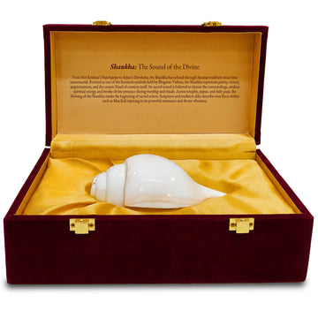 Paraayan Premium Shankha for Pooja | Sacred Conch Shell for Vishnu & Lakshmi Worship | Handcrafted by Skilled Artisans | Invites Narayan's Energy | Ideal for Aarti, Abhishek, Hawan & Temple Rituals