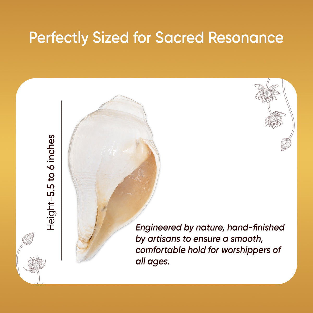 Paraayan Premium 6 Inch Shankha for Pooja | Sacred Conch Shell for Vishnu & Lakshmi Worship | Handcrafted by Skilled Artisans | Invites Narayan's Energy | Ideal for Aarti, Abhishek, Hawan & Temple Rituals